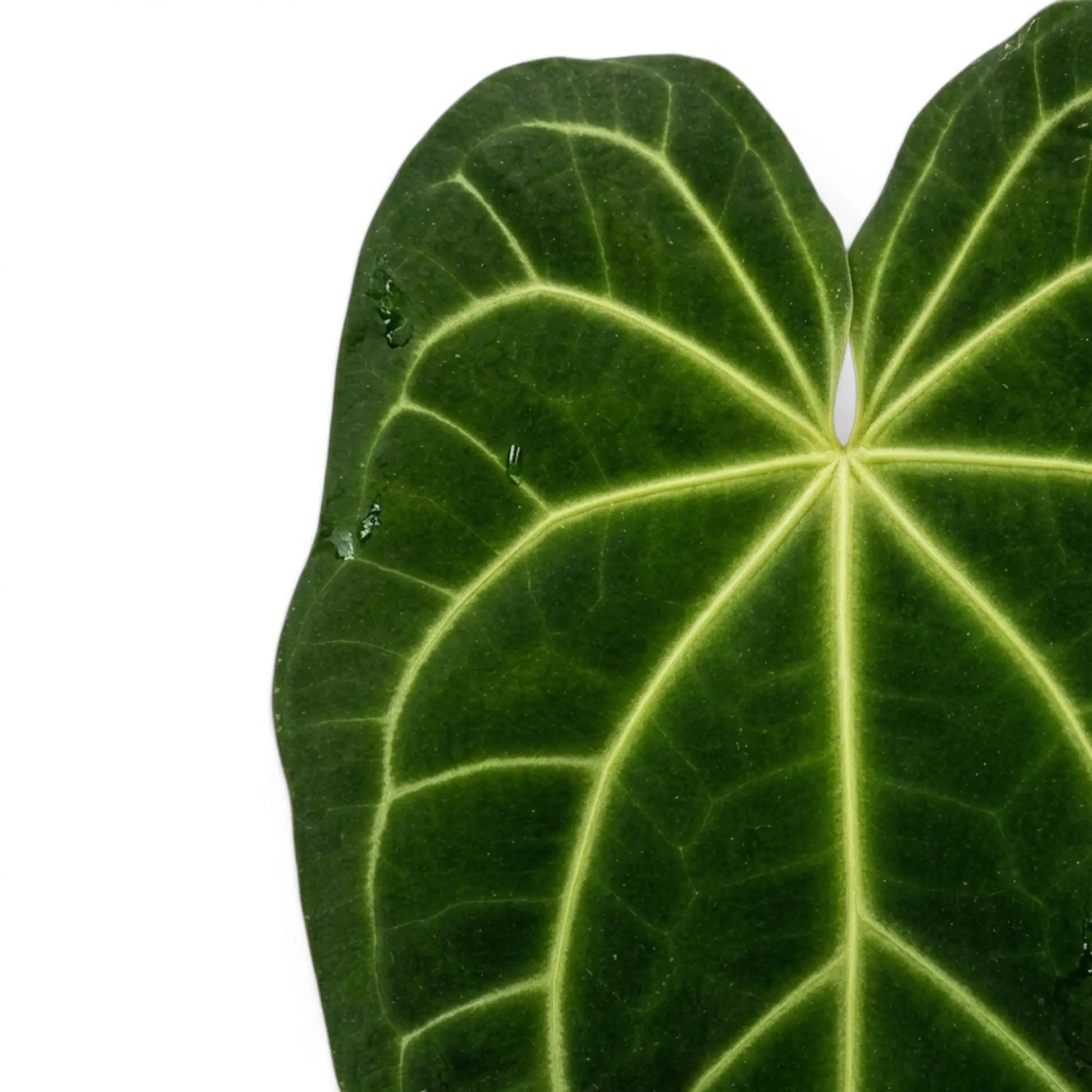Close-up of Anthurium magnificum leaves.