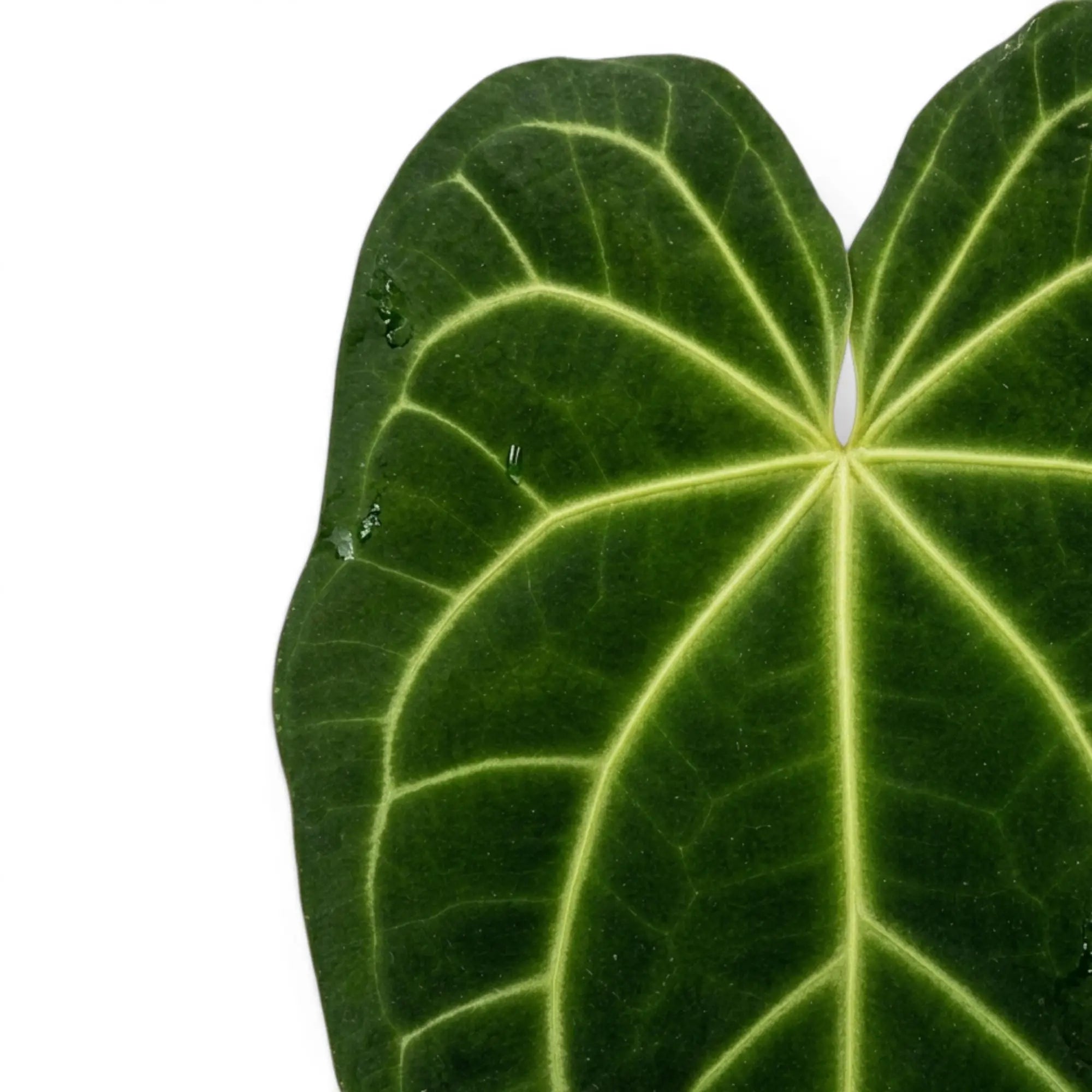 Blätter von Anthurium magnificum in Nahaufnahme.