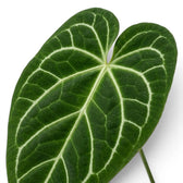 Close-up of Anthurium magnificum leaves.