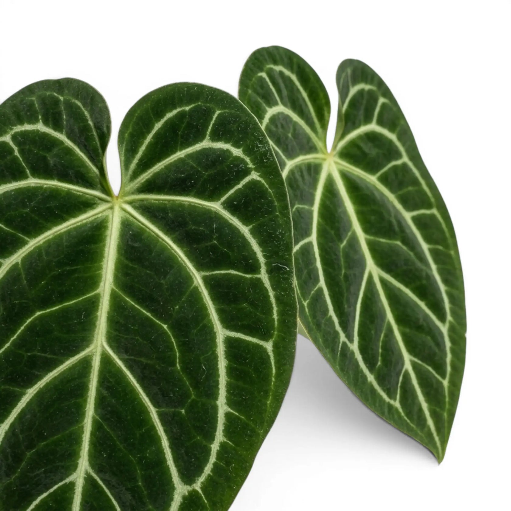 Close-up of Anthurium magnificum leaves.