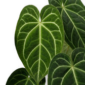 Close-up of Anthurium magnificum leaves.
