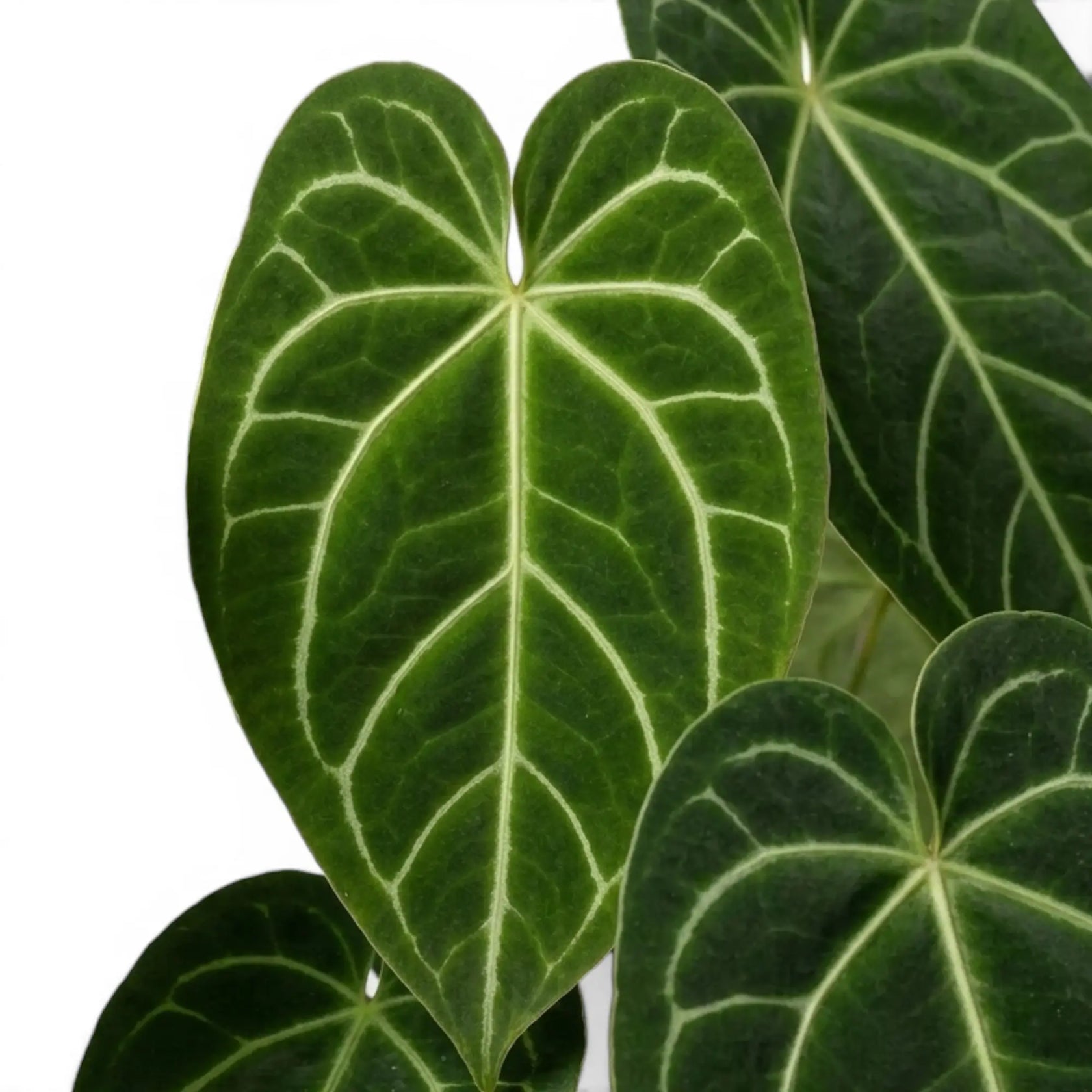 Close-up of Anthurium magnificum leaves.