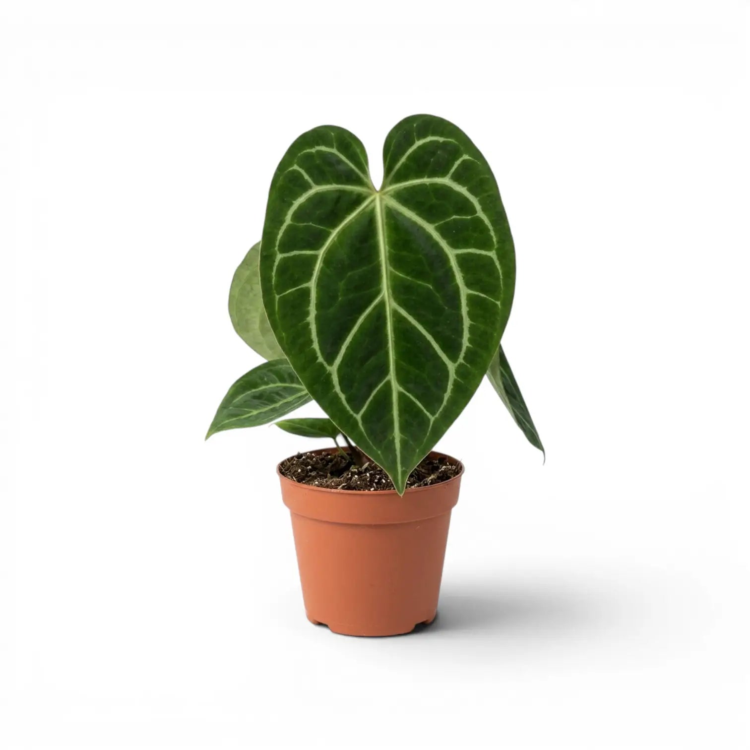 Anthurium magnificum plant in a nursery pot.