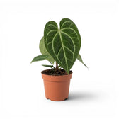 Anthurium magnificum plant in a nursery pot.