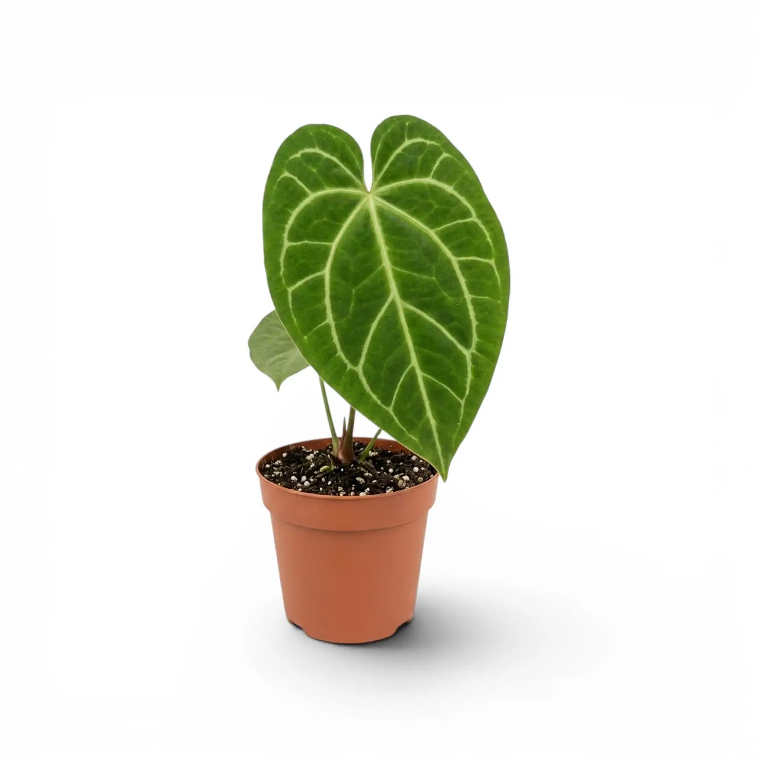 Anthurium magnificum plant in a nursery pot.