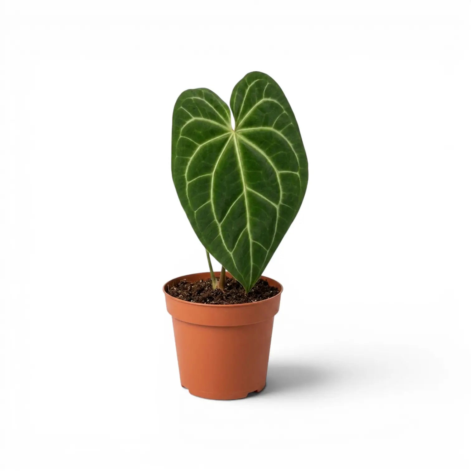 Anthurium magnificum plant in a nursery pot.