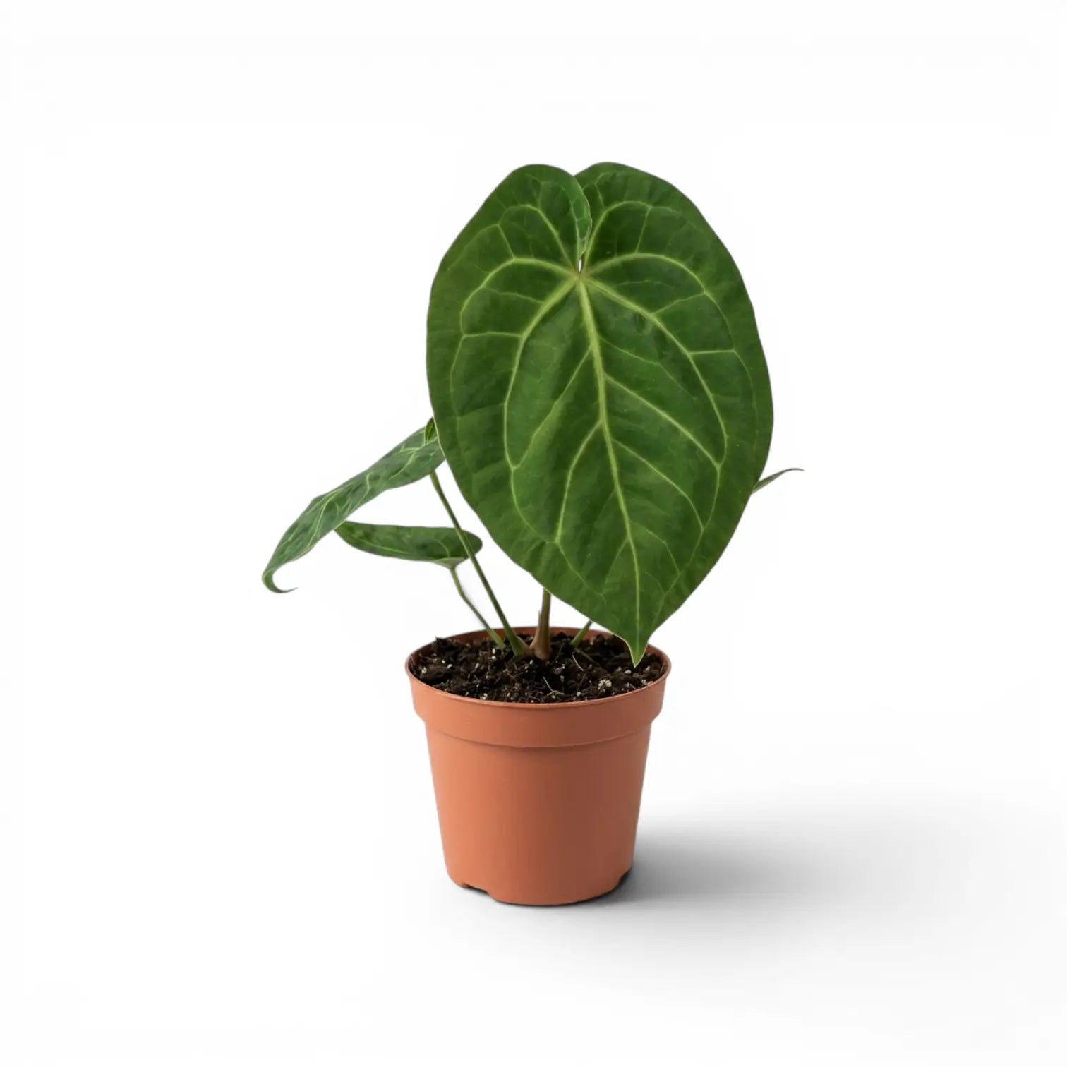 Anthurium magnificum plant in a nursery pot.
