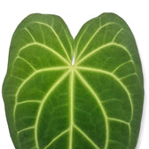 anthurium microphyllum Anthurium magnificum