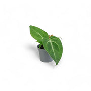 Anthurium magnificum potted plant in nursery pot on white background.