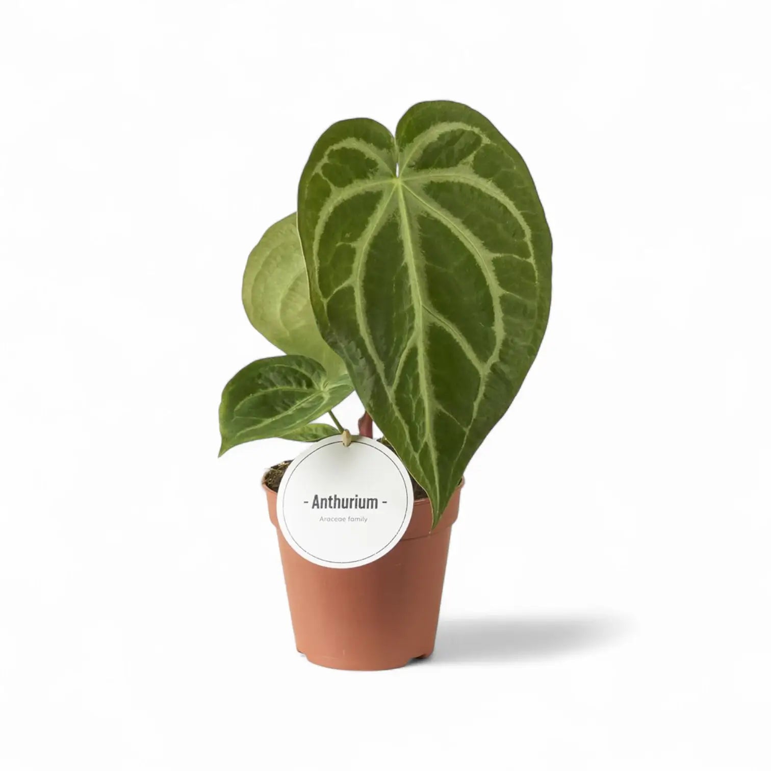 Anthurium magnificum potted plant in nursery pot on white background.