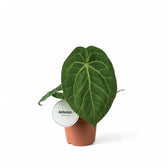 anthurium magnificum mature Anthurium magnificum