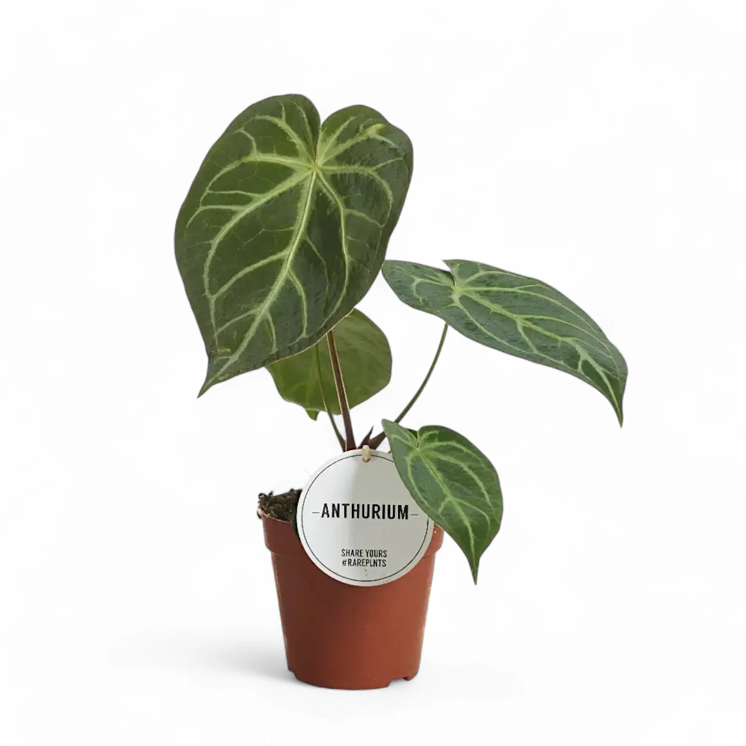 Anthurium magnificum potted plant in nursery pot on white background.