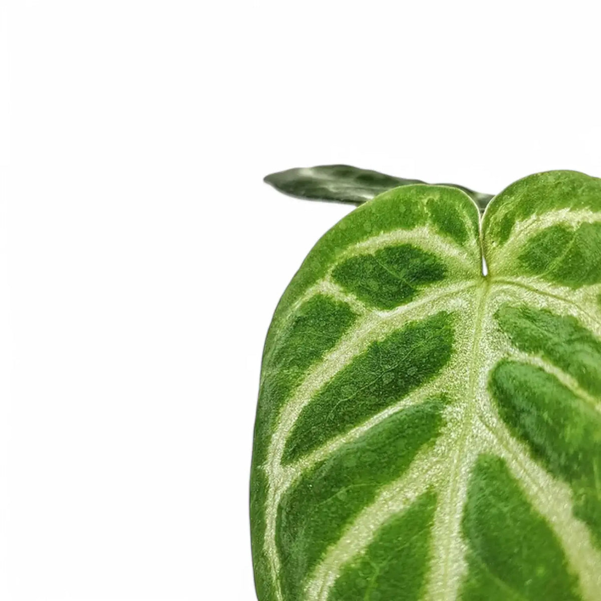 anthurium magnificum mature Anthurium magnificum 'Silver' – Intensified Silver Veins
