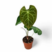 anthurium x cultorum Anthurium magnificum × crystallinum – Large-Veined Hybrid