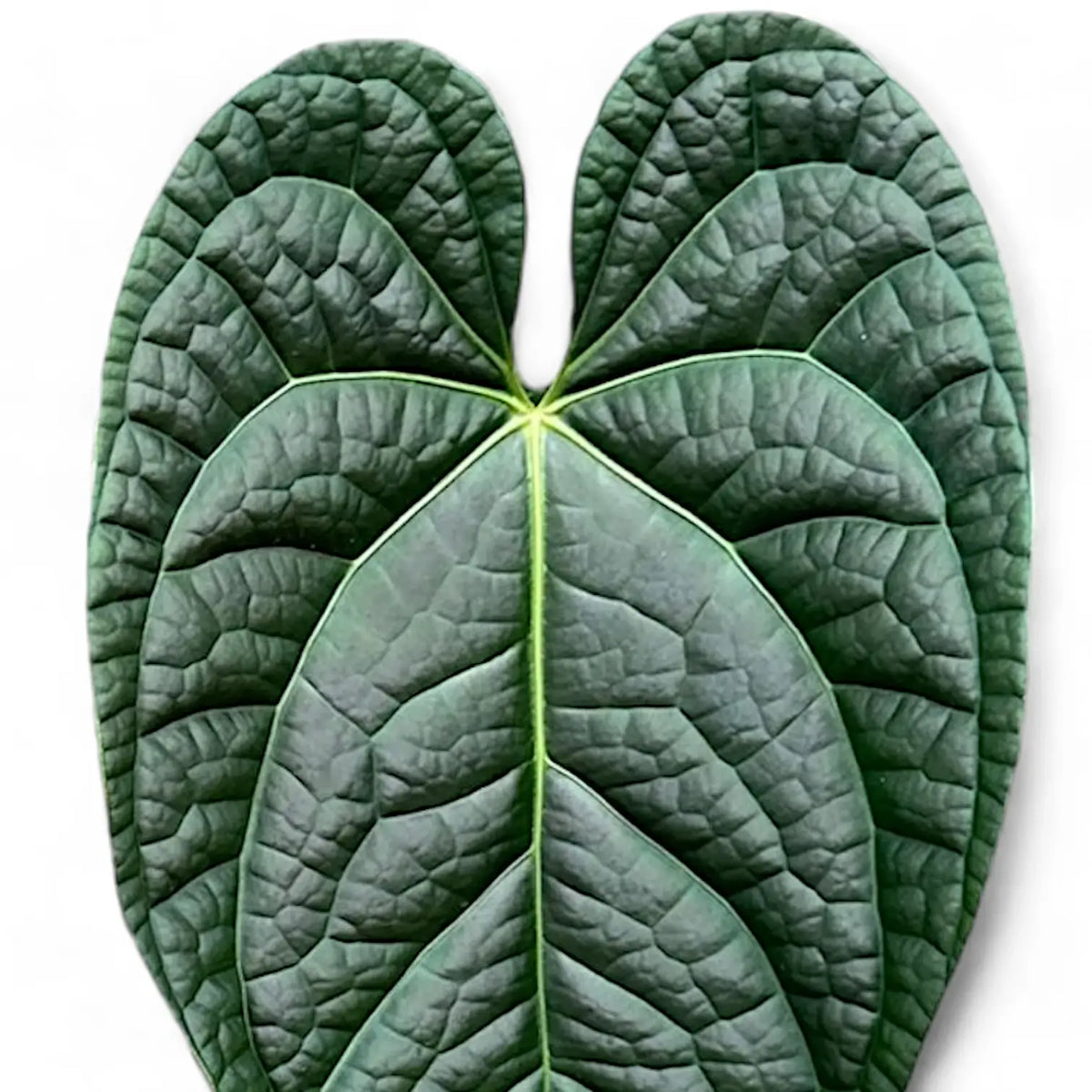 A. luxurians × A. magnificum Silver SKG anthurium-magnificum-x-