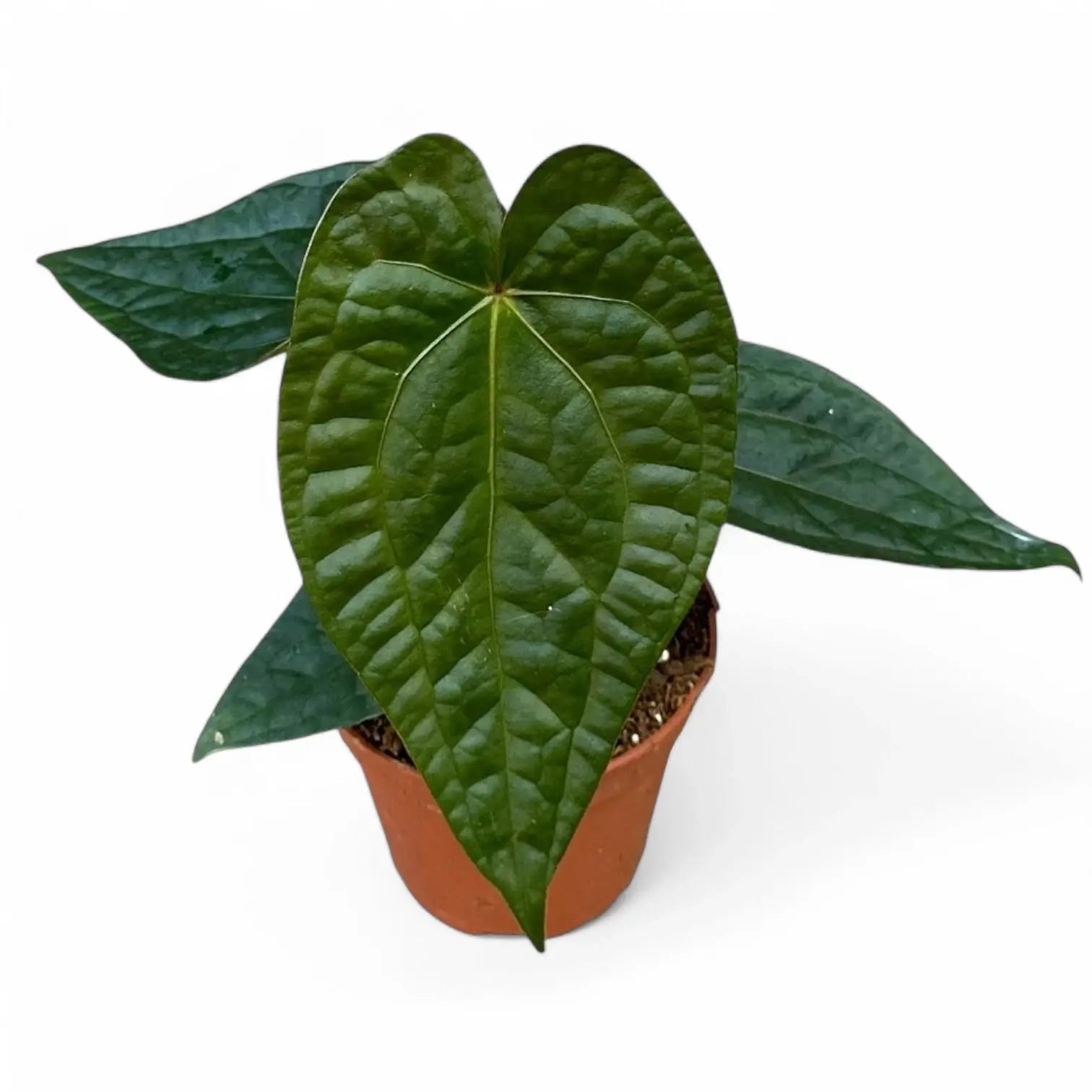 Anthurium magnificum x luxurians potted plant in nursery pot on white background.