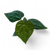 Anthurium magnificum x luxurians – Topfpflanze im Kulturtopf vor weißem Hintergrund, Produktfoto 4.