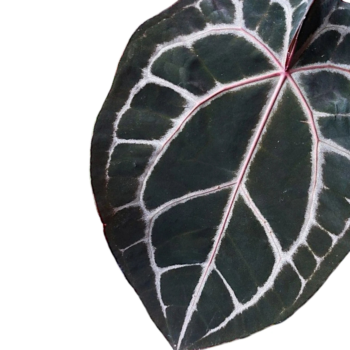 Anthurium Michelle® DocBlock – Foliage Factory