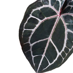anthurium michelle Anthurium Michelle® – Burgundy Foliage with White Veins