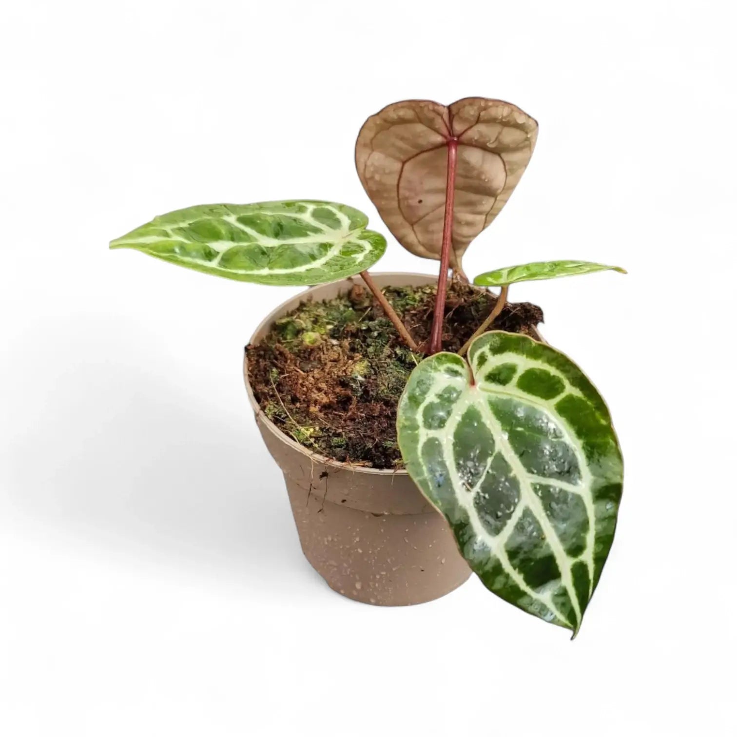 Anthurium' Michelle' ® (DocBlock) potted plant in nursery pot on white background.