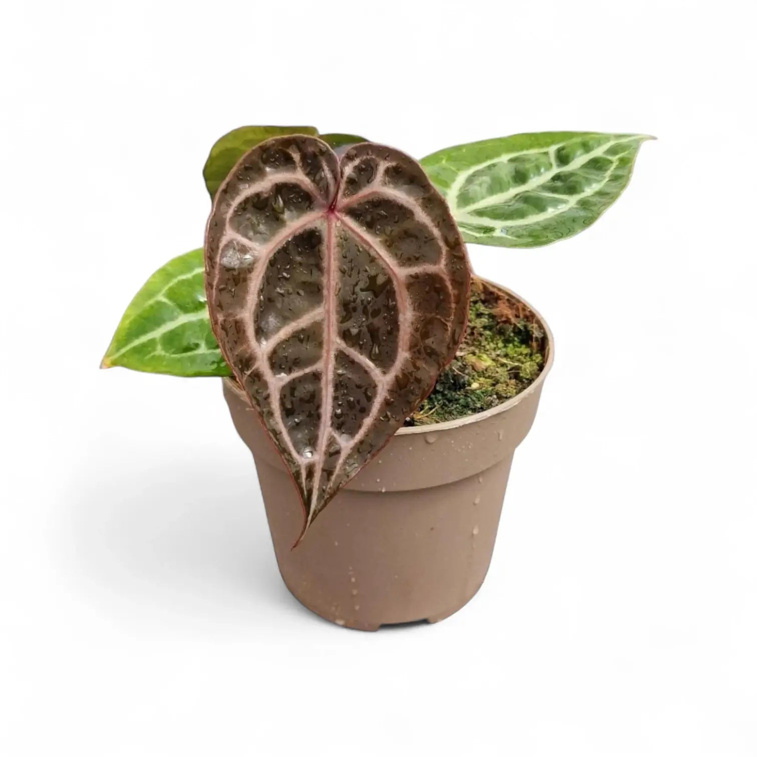 Anthurium' Michelle' ® (DocBlock) potted plant in nursery pot on white background.