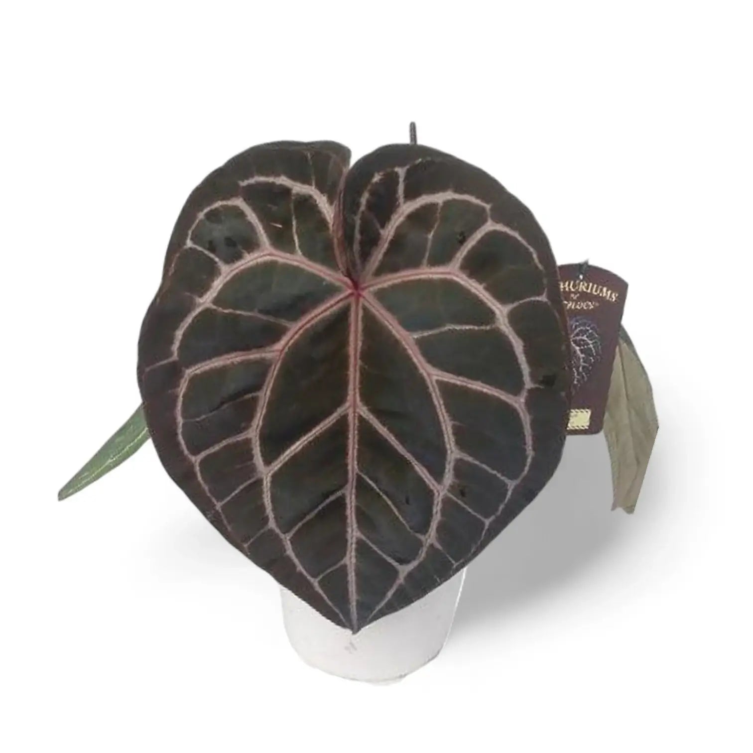 Anthurium' Michelle' ® (DocBlock) potted plant in nursery pot on white background.