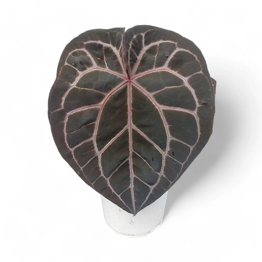 Anthurium' Michelle' ® (DocBlock) potted plant in nursery pot on white background.