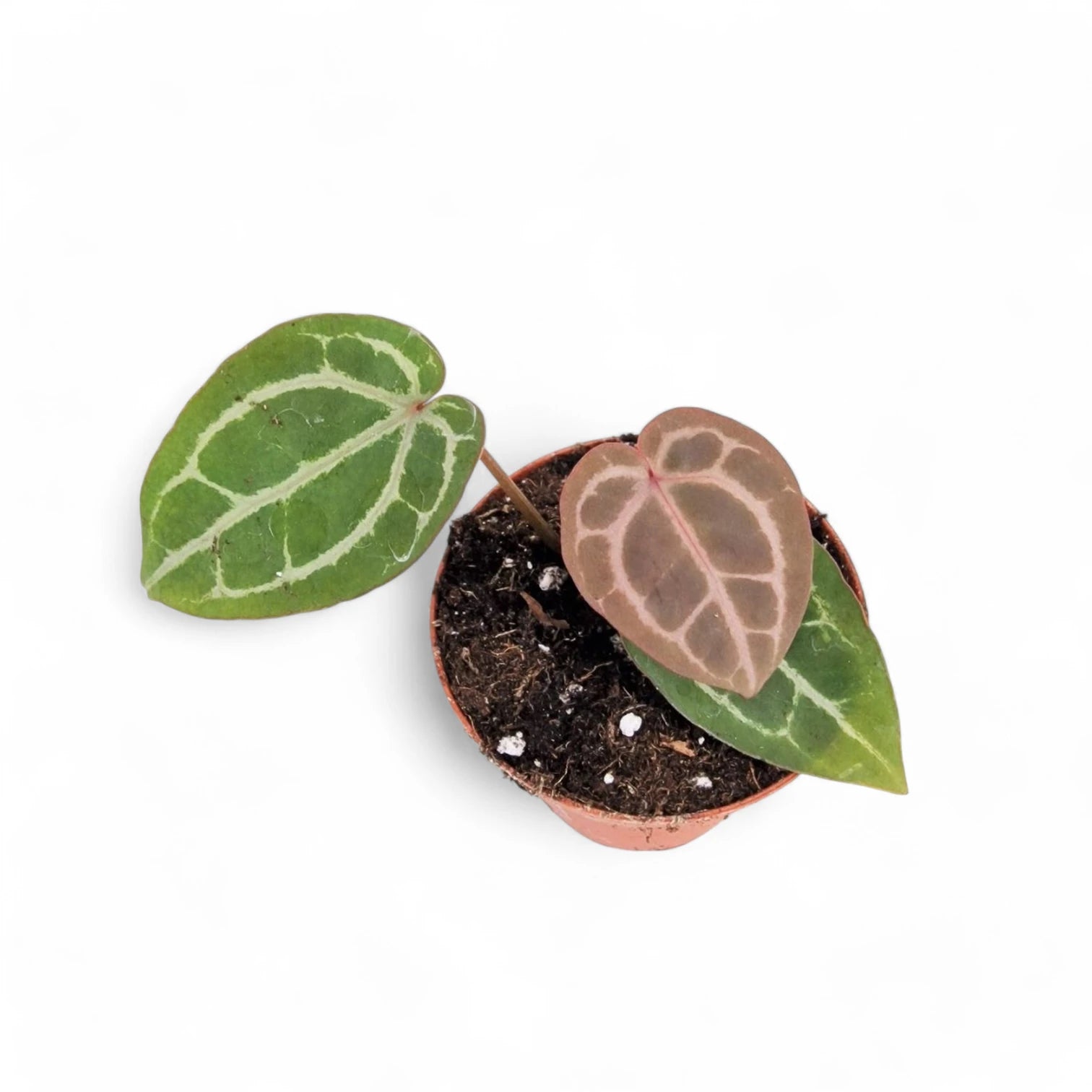 Anthurium' Michelle' ® (DocBlock) potted plant in nursery pot on white background.