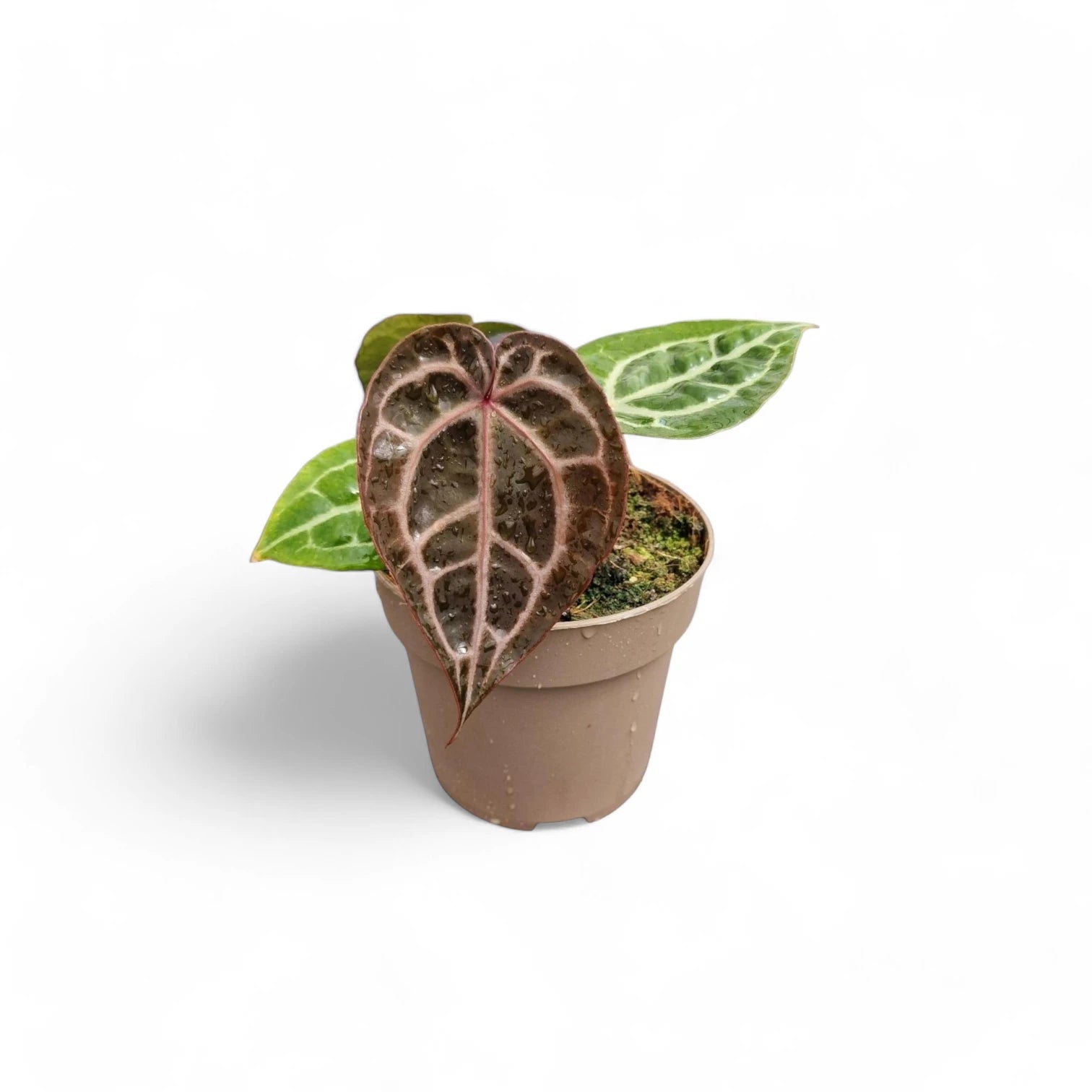 Anthurium' Michelle' ® (DocBlock) potted plant in nursery pot on white background.