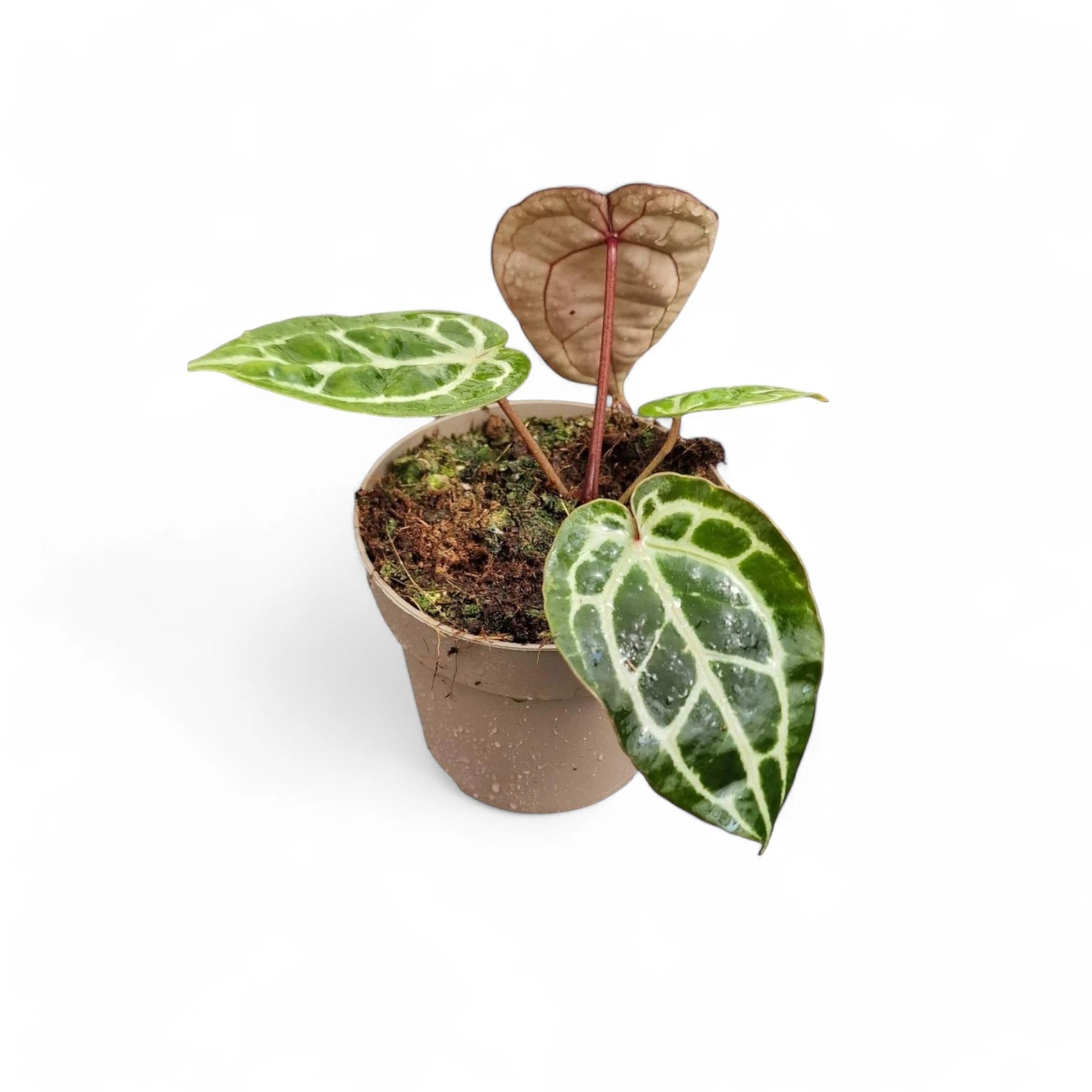 Anthurium' Michelle' ® (DocBlock) potted plant in nursery pot on white background.