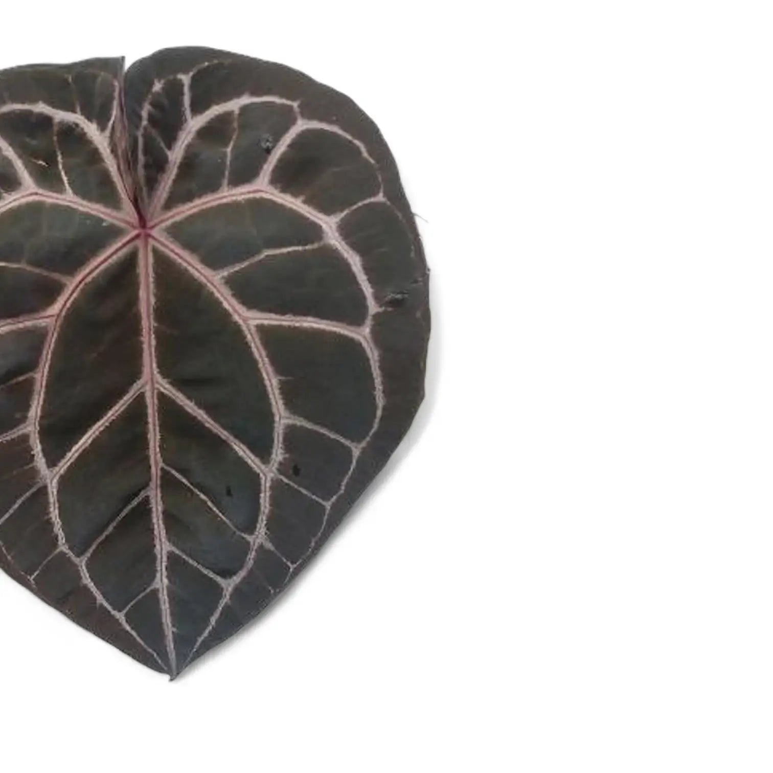 Anthurium' Michelle' ® (DocBlock) potted plant in nursery pot on white background.