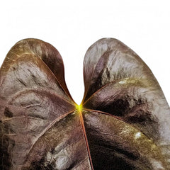 anthurium moodeanum Anthurium moodeanum – Dark Chocolate Bullate Anthurium