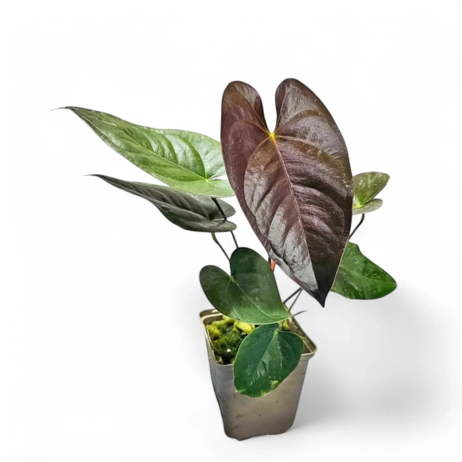 Anthurium moodeanum Zimmerpflanze im Anzuchttopf vor weißem Hintergrund, Produktfoto 2.