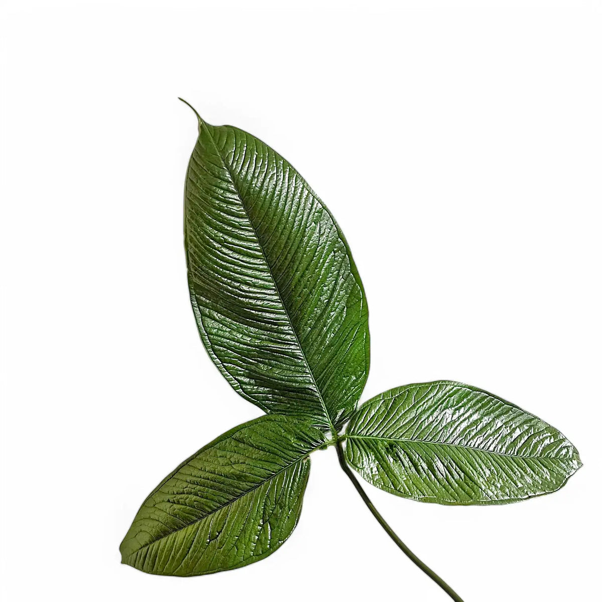 anthurium moonenii Anthurium moonenii – Rare Tri-Lobed Epiphyte