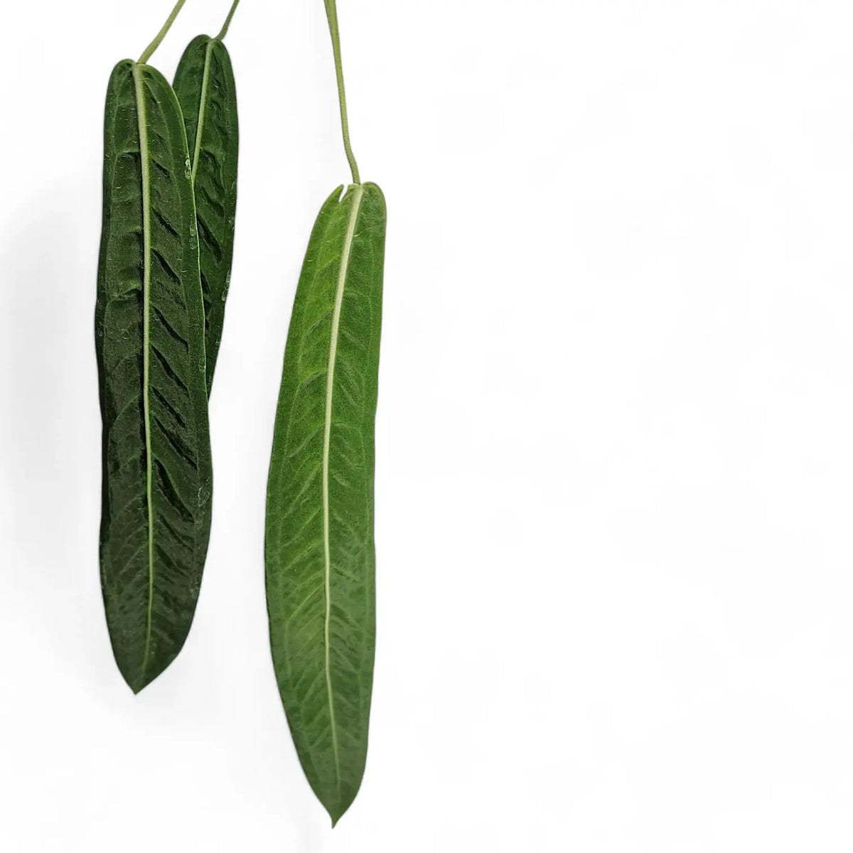 Anthurium pallidiflorum – Long Pendant Velvet Straps