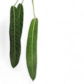 Anthurium pallidiflorum – Blattdetail vor weißem Hintergrund..