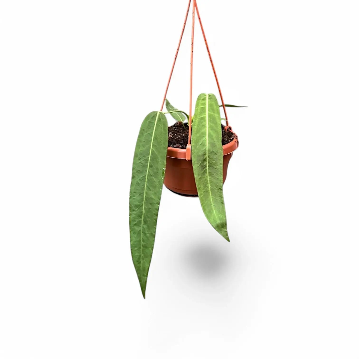 Anthurium pallidiflorum potted plant in nursery pot on white background.