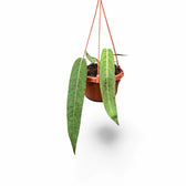 Anthurium pallidiflorum Zimmerpflanze im Anzuchttopf vor weißem Hintergrund, Produktfoto 2.