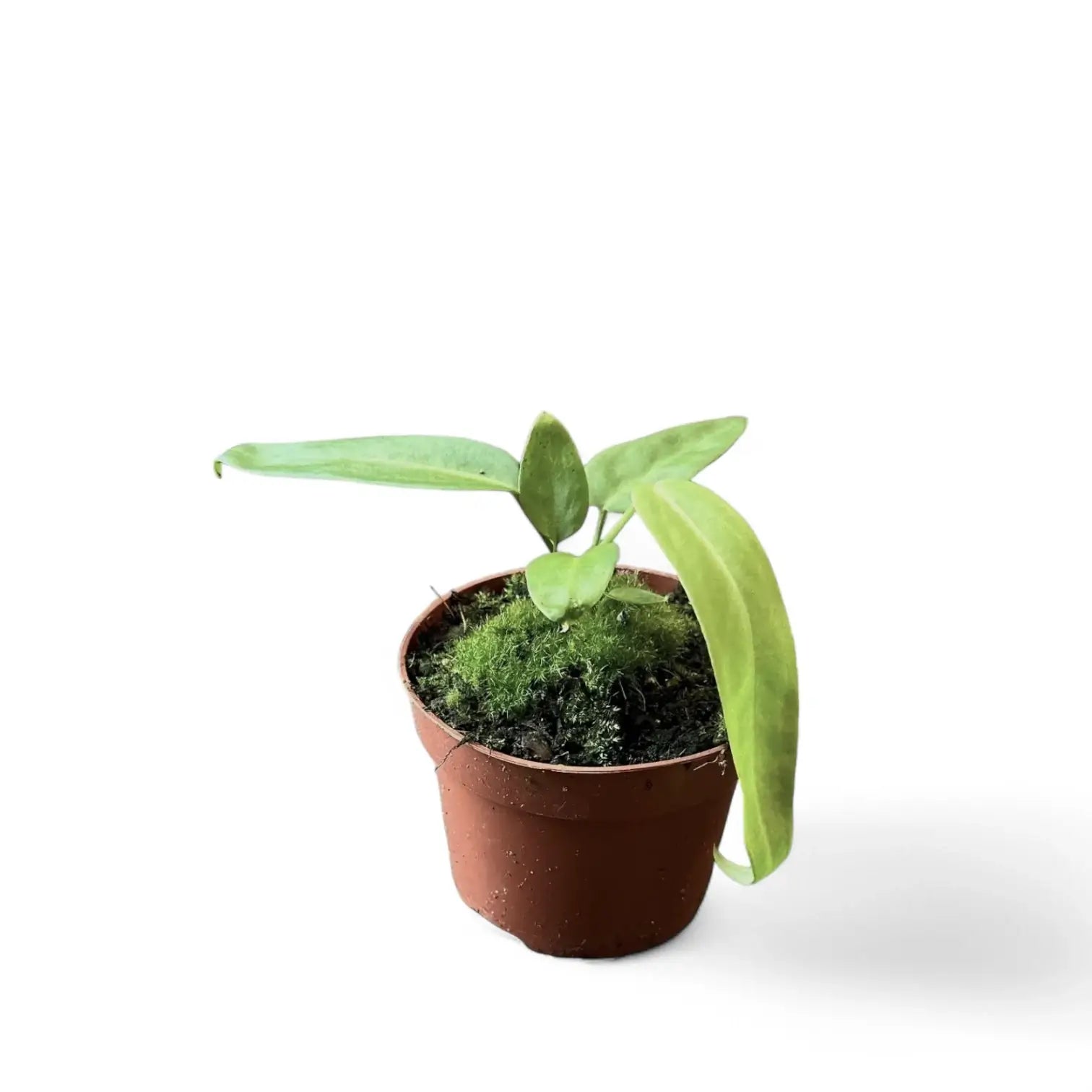 Anthurium pallidiflorum Zimmerpflanze im Anzuchttopf vor weißem Hintergrund, Produktfoto 5.