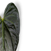 Anthurium papillilaminum close-up of leaf on white background.