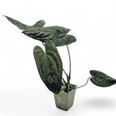 Anthurium papillilaminum potted plant in nursery pot on white background.