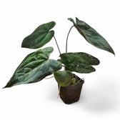 Anthurium papillilaminum potted plant in nursery pot on white background.