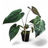 Anthurium papillilaminum potted plant in nursery pot on white background.