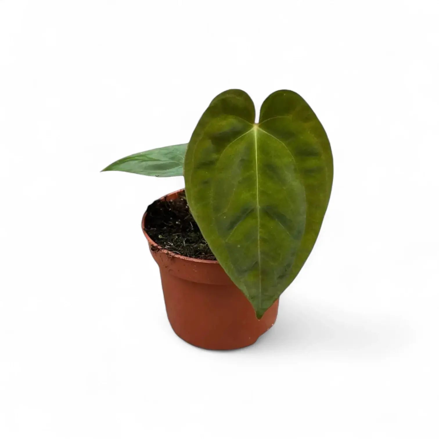 Anthurium papillilaminum | Foliage Factory