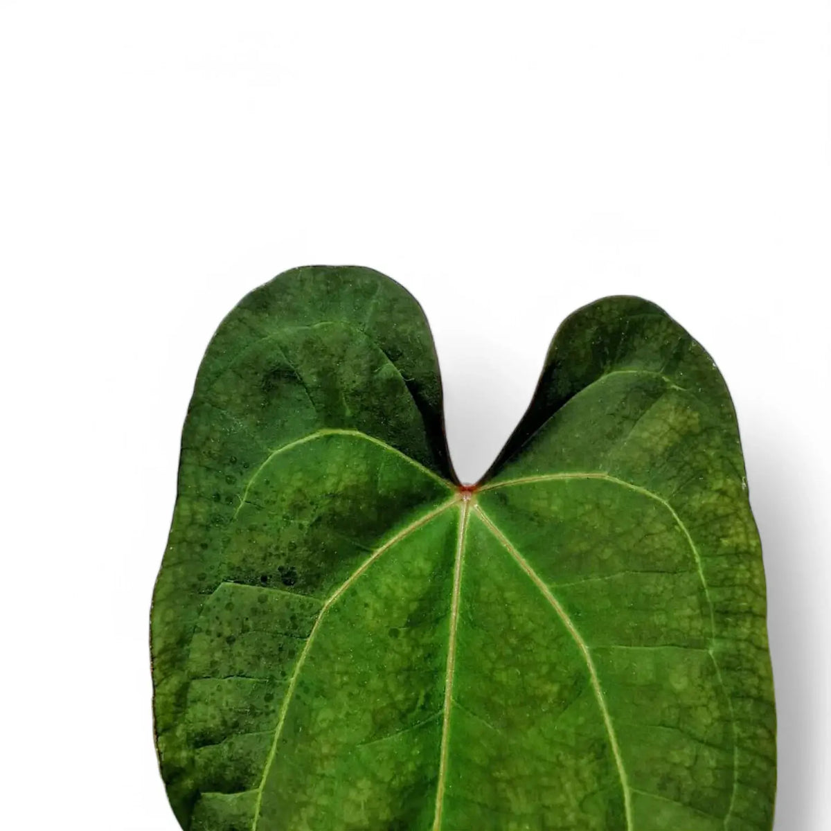 Anthurium papillilaminum × 'Ace of Spades' – 'Raven's Heart' Hybrid
