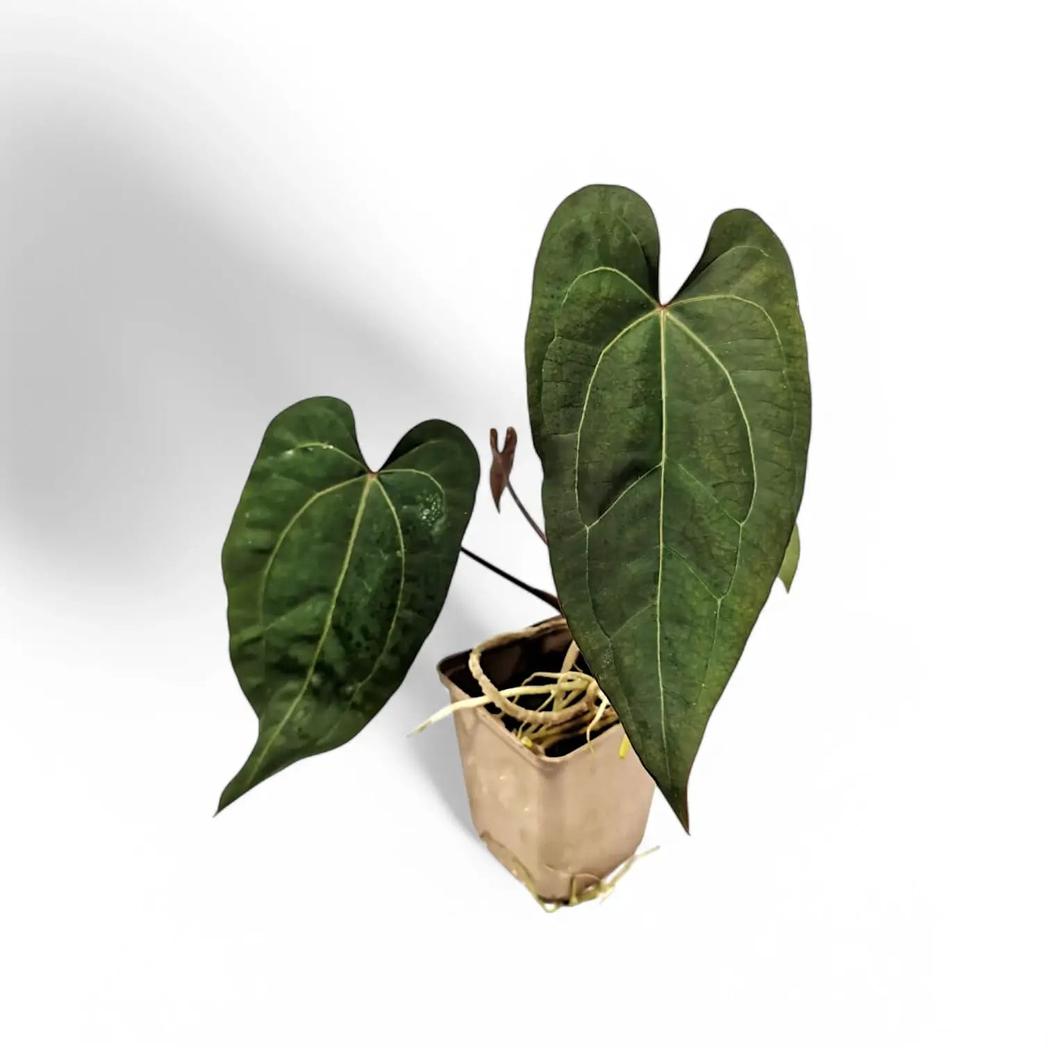 Anthurium papillilaminum x 'Ace of Spades' potted plant in nursery pot on white background.