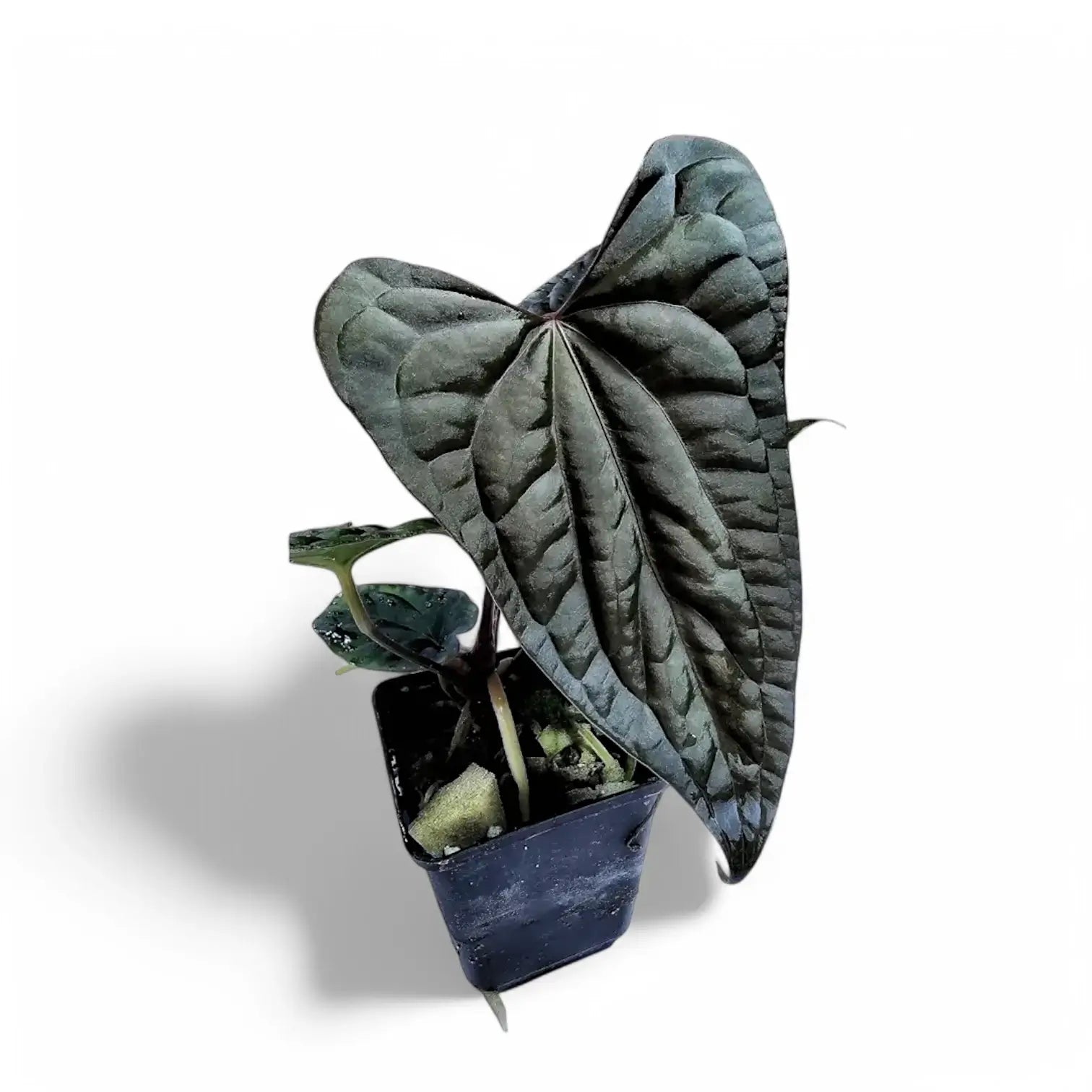 Anthurium papillilaminum x luxurians potted plant in nursery pot on white background.