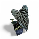 Anthurium papillilaminum x luxurians Zimmerpflanze im Anzuchttopf vor weißem Hintergrund, Produktfoto 2.