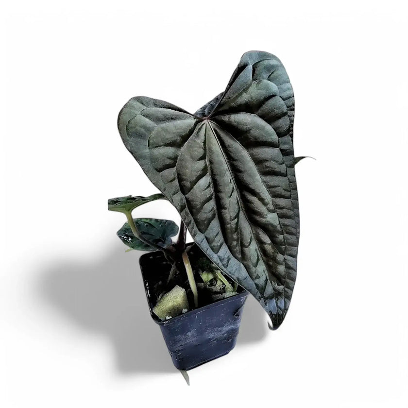 Anthurium papillilaminum x luxurians Zimmerpflanze im Anzuchttopf vor weißem Hintergrund, Produktfoto 2.