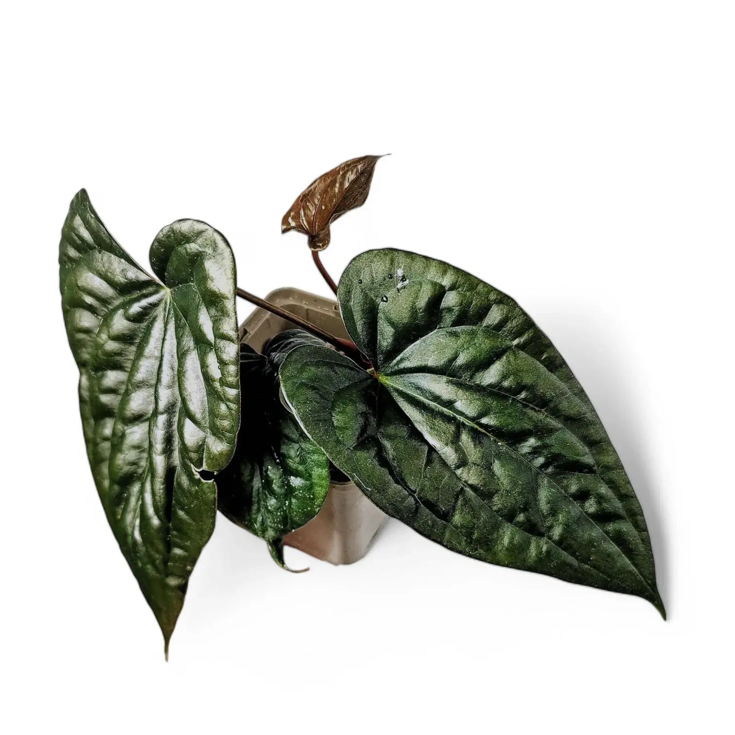 Anthurium papillilaminum x luxurians potted plant in nursery pot on white background.